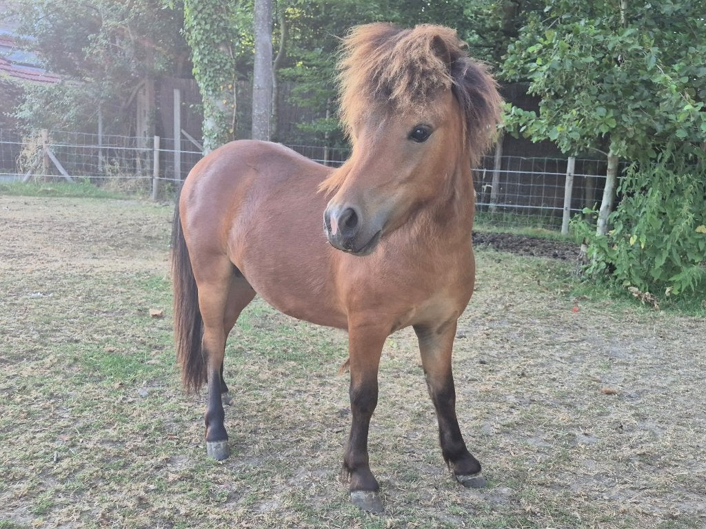 Knappe 1-jarige ponyhengst, Animaux & Accessoires, Poneys, Étalon, Non dressé, Poney A (jusqu'à 1.17 m), 0 à 2 ans