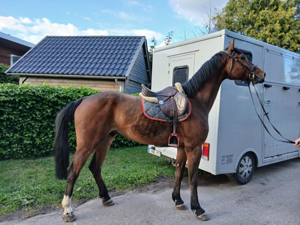 8jarige ruin, Dieren en Toebehoren, Paarden, Ruin
