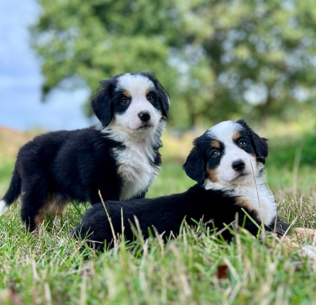 Adorables chiots Bernois x Berger australien (femelles), Maladie de Carré (chiens), Plusieurs, Belgique, Berger