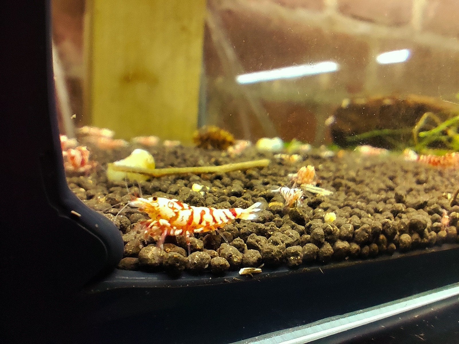 crevettes caridina fancy tiger red selection, Ophalen of Verzenden