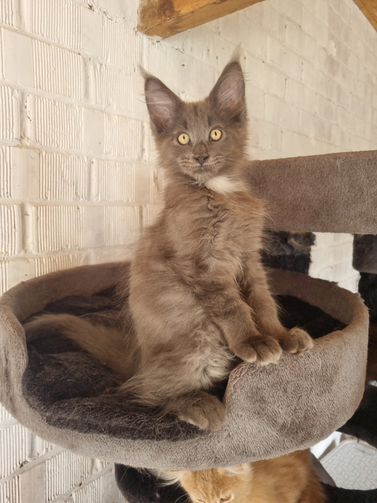 Maine Coon kittens, Ontwormd