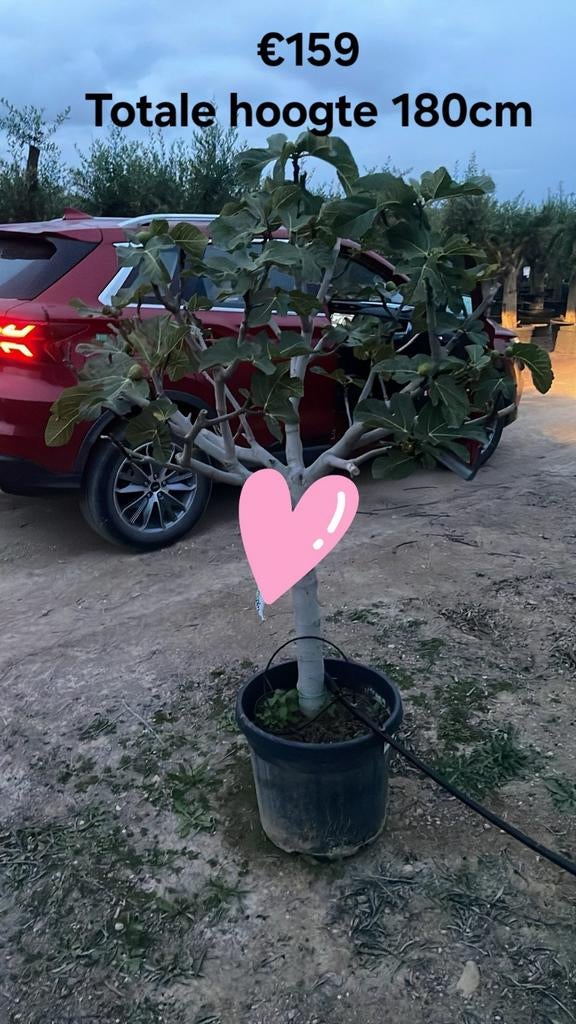 ‼️prachtige vijgenbomen aan promoprijzen ‼️, Ophalen