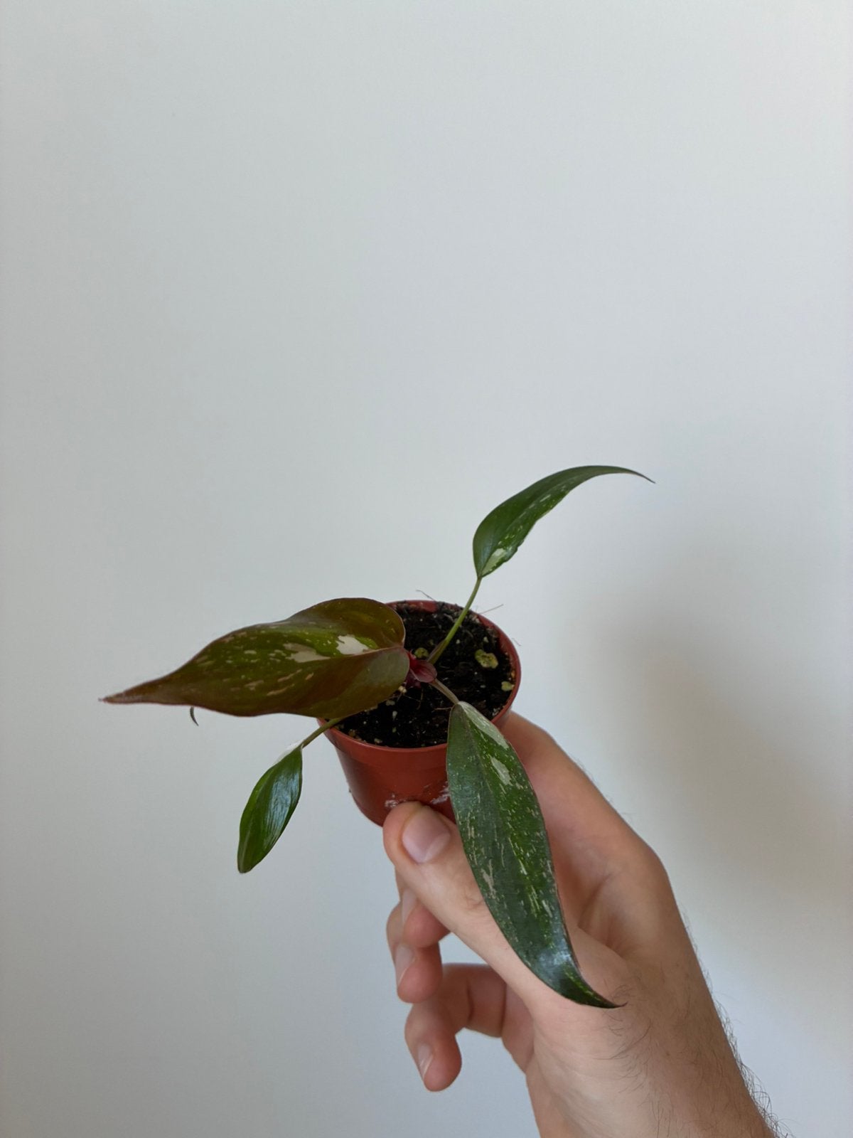 Philodendron red anderson, Ophalen