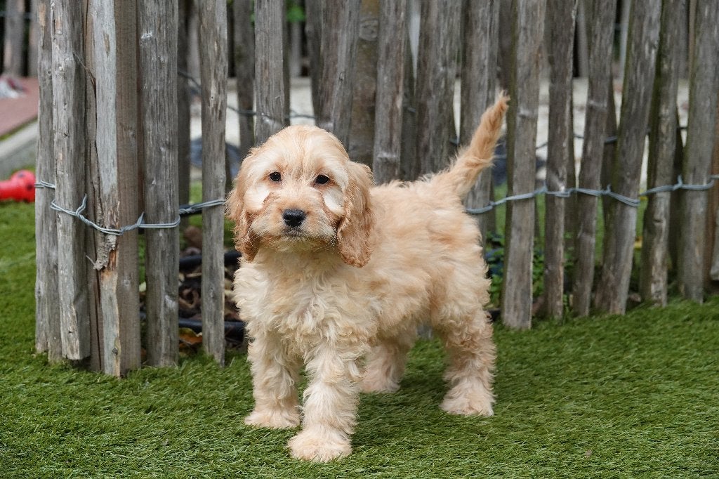 Prachtige Abrikoze en Sable Cockapoo pups, België, Overige rassen, CDV (hondenziekte), 8 tot 15 weken