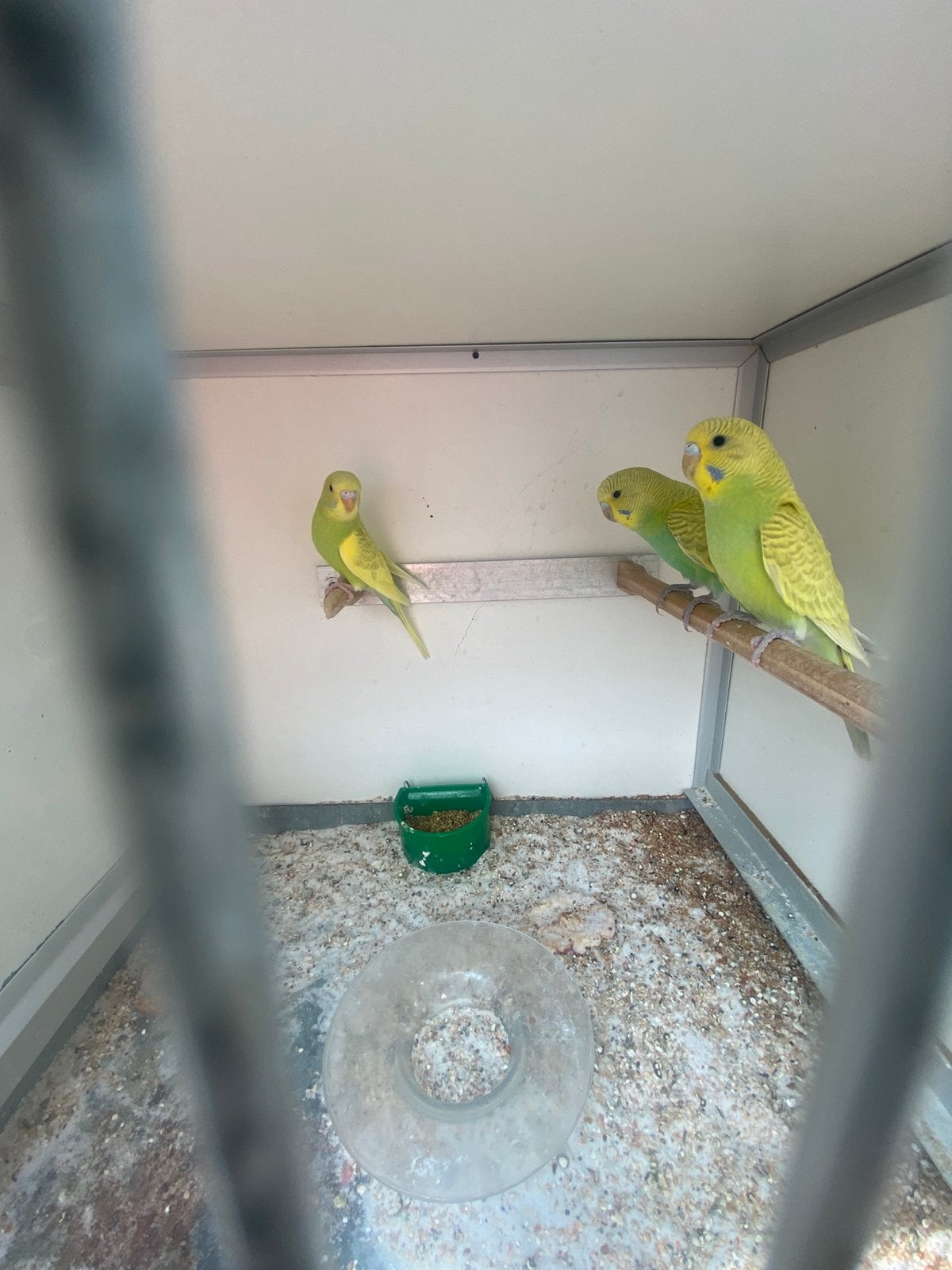 Perruche bebe, Dieren en Toebehoren, Vogels | Parkieten en Papegaaien