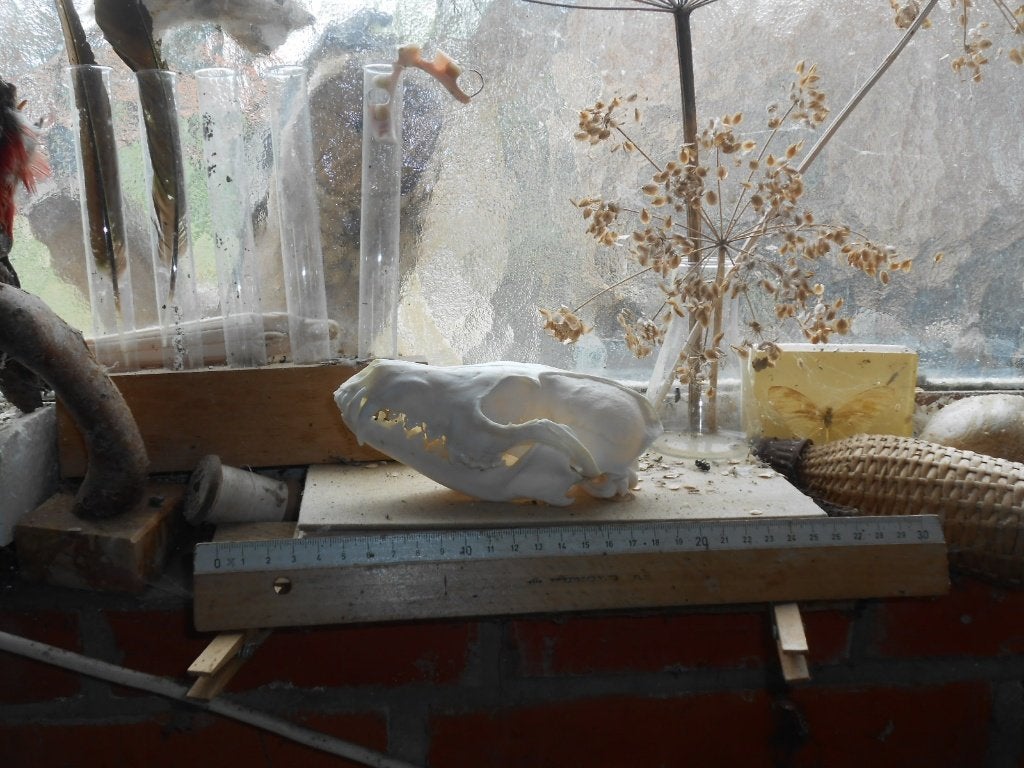 vossenschedel, Ophalen of Verzenden, Zo goed als nieuw, Wild dier, Schedel