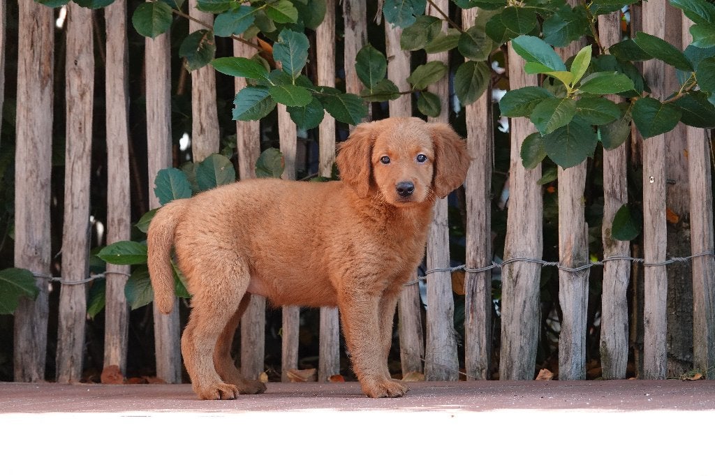 Chiots Apricot Labradoodle (type labrador), avec pedigree, Animaux & Accessoires, Autres races, Plusieurs, Hépatite contagieuse (maladie de Rubarth)