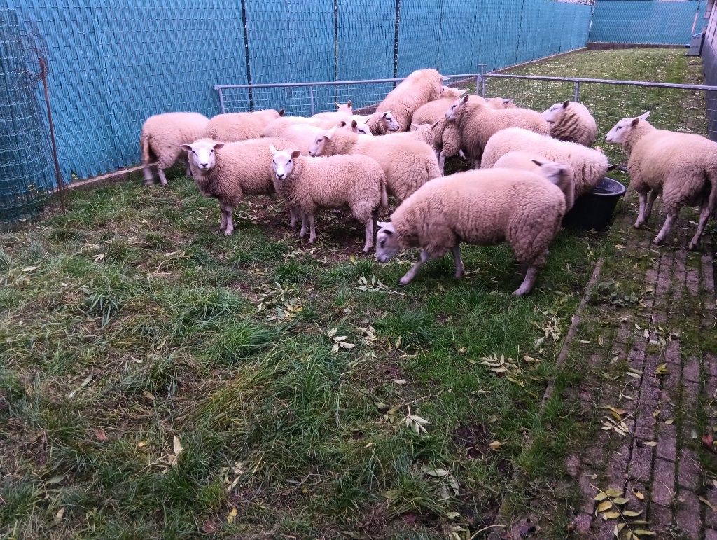 Schapen, Dieren en Toebehoren, Schaap