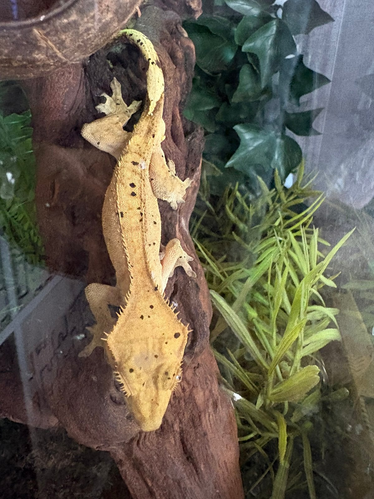 wimpergekko, Dieren en Toebehoren, Reptielen en Amfibieën
