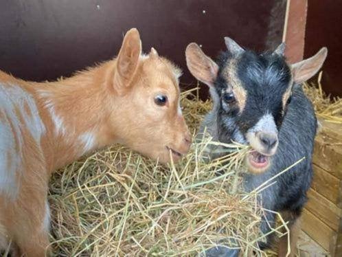 Dwerggeitjes of materialen voor geitjes kopen of verkopen, Dieren en Toebehoren, Geit