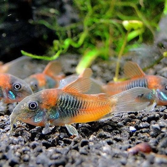 Corydoras Venezuela Orange (eigen kweek) te koop, Dieren en Toebehoren, Vissen | Aquariumvissen