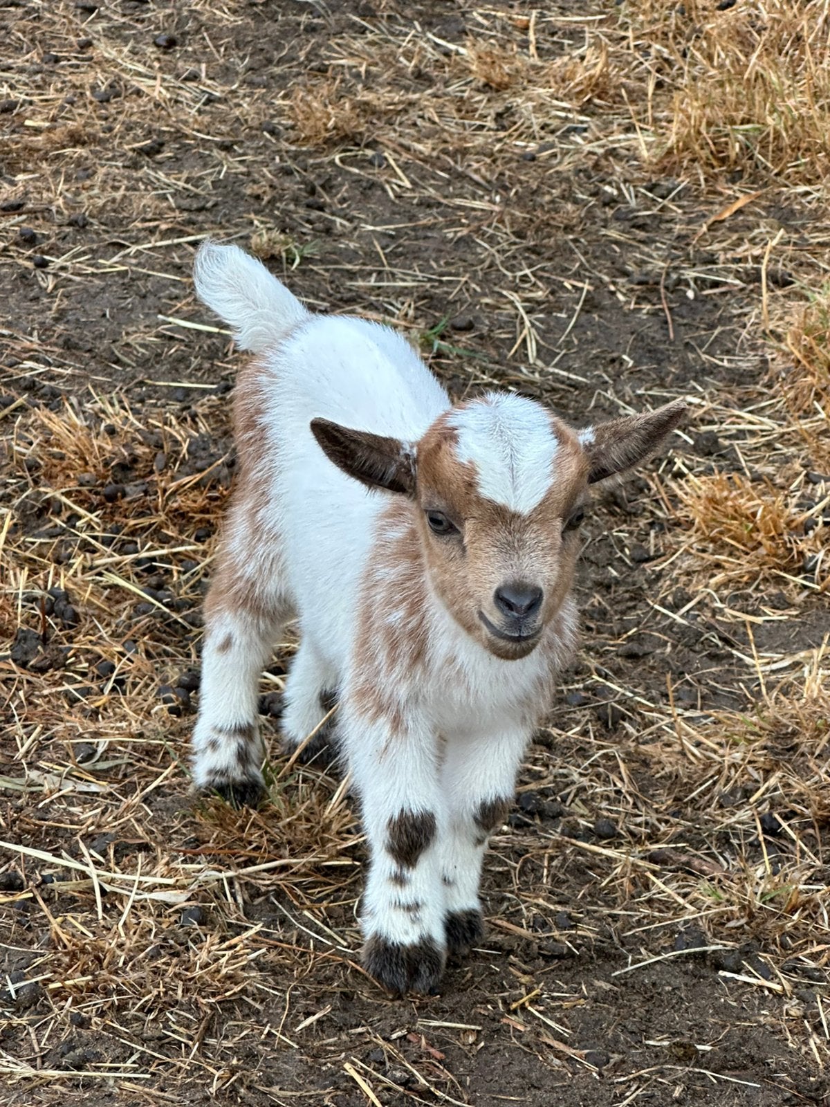 Dwerggeit abrikoos met 2 lammetjes, Dieren en Toebehoren, Schapen, Geiten en Varkens, Vrouwelijk, Geit, 0 tot 2 jaar