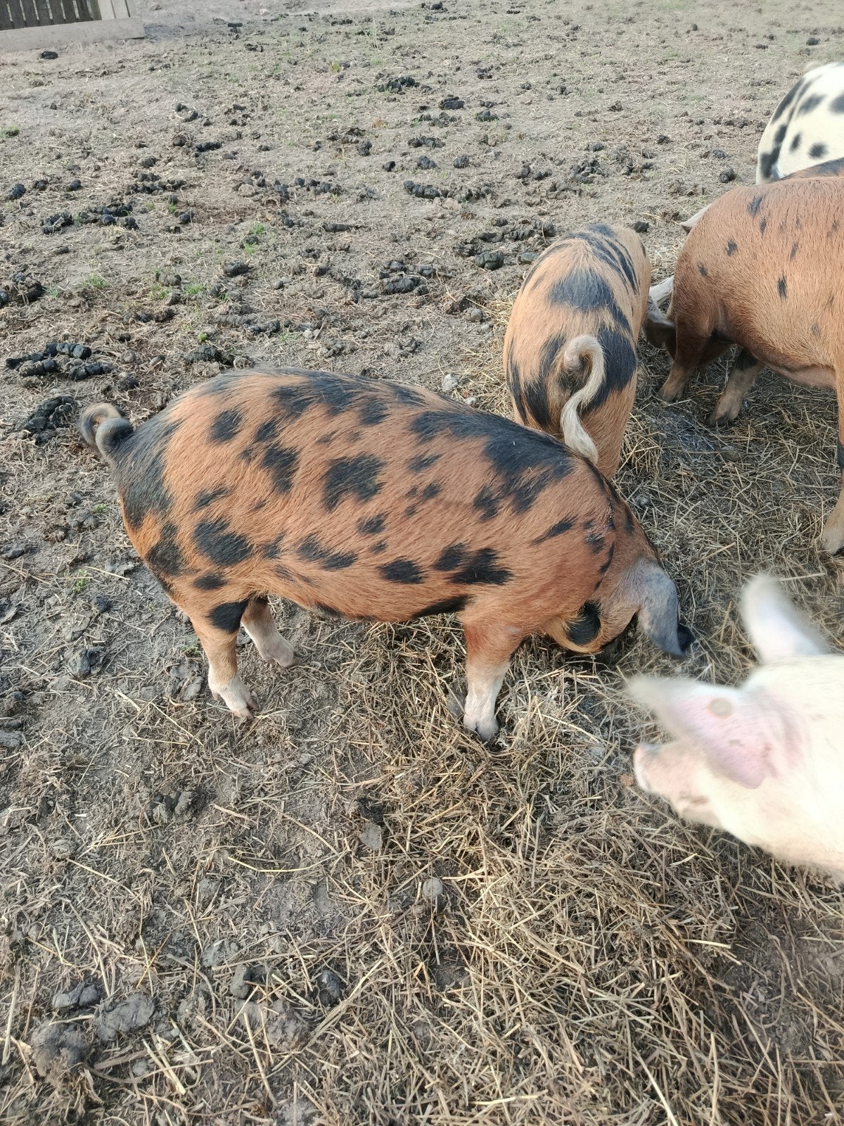 Oxford sandy and black varkens, Dieren en Toebehoren, Varken