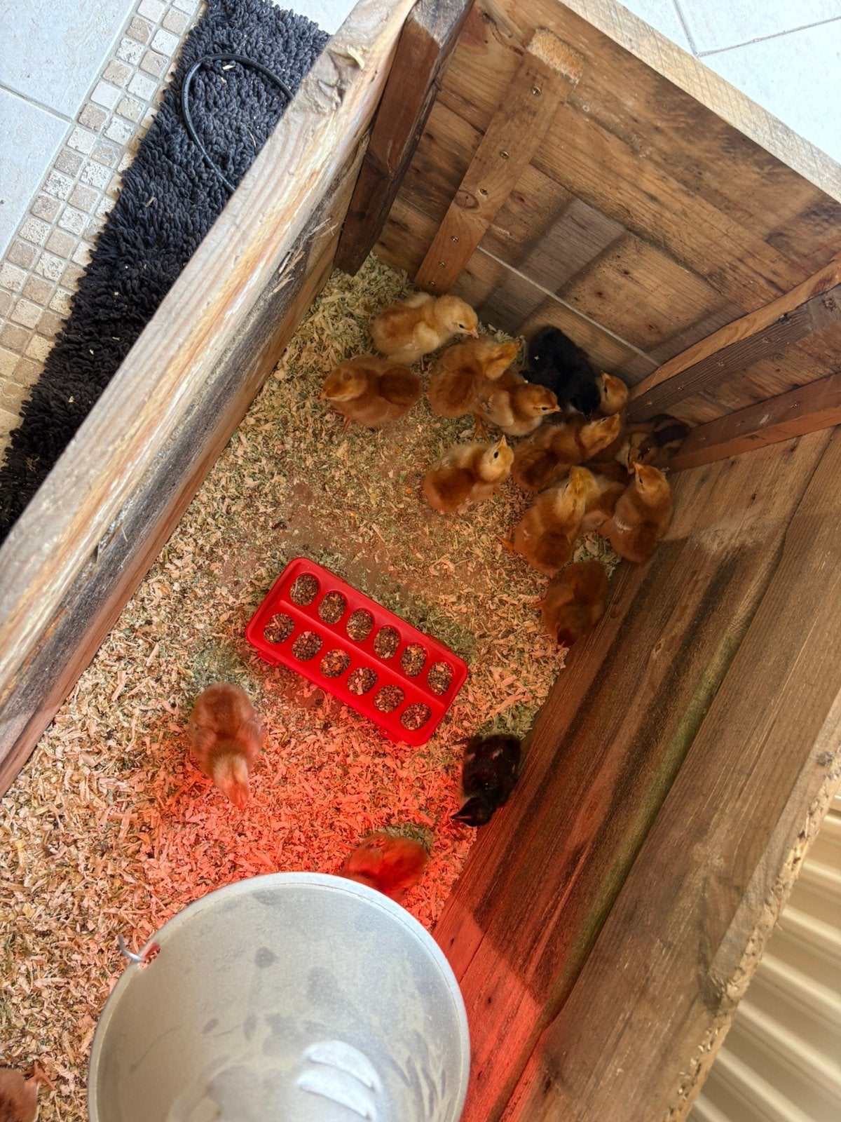 Jonge kuikens te koop 9 dagen oud