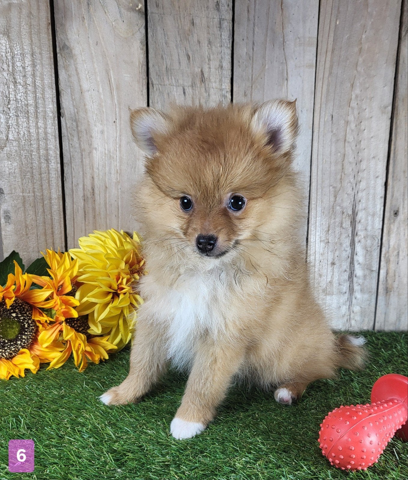 Pomeriaan pup / dwergkees pup / pomeranian pup / pom pup, Loulou, Maladie de Carré (chiens), Plusieurs, Belgique
