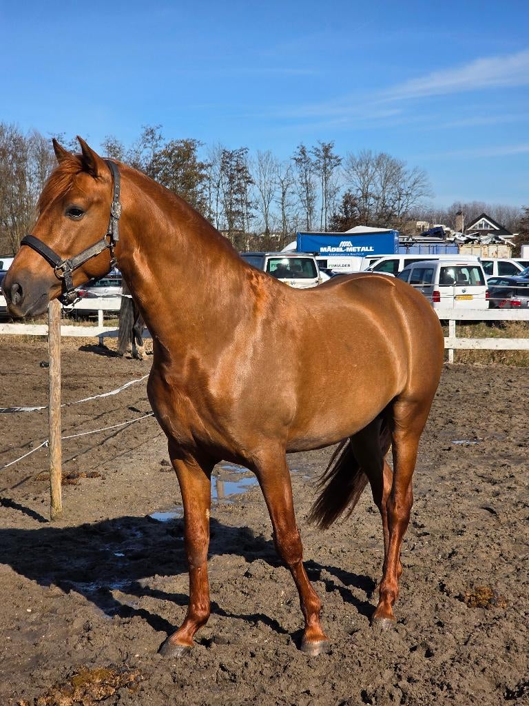 4 jarige gouden hengst, Dieren en Toebehoren, Paarden, Minder dan 160 cm, Met stamboom, Hengst, 3 tot 6 jaar