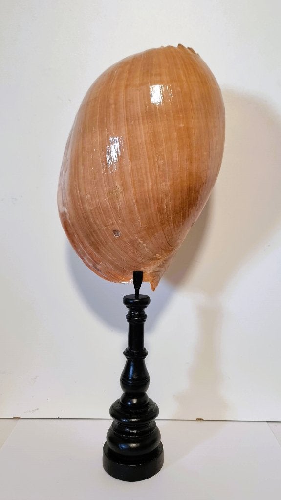 Grande coquille de melon + support., Enlèvement ou Envoi