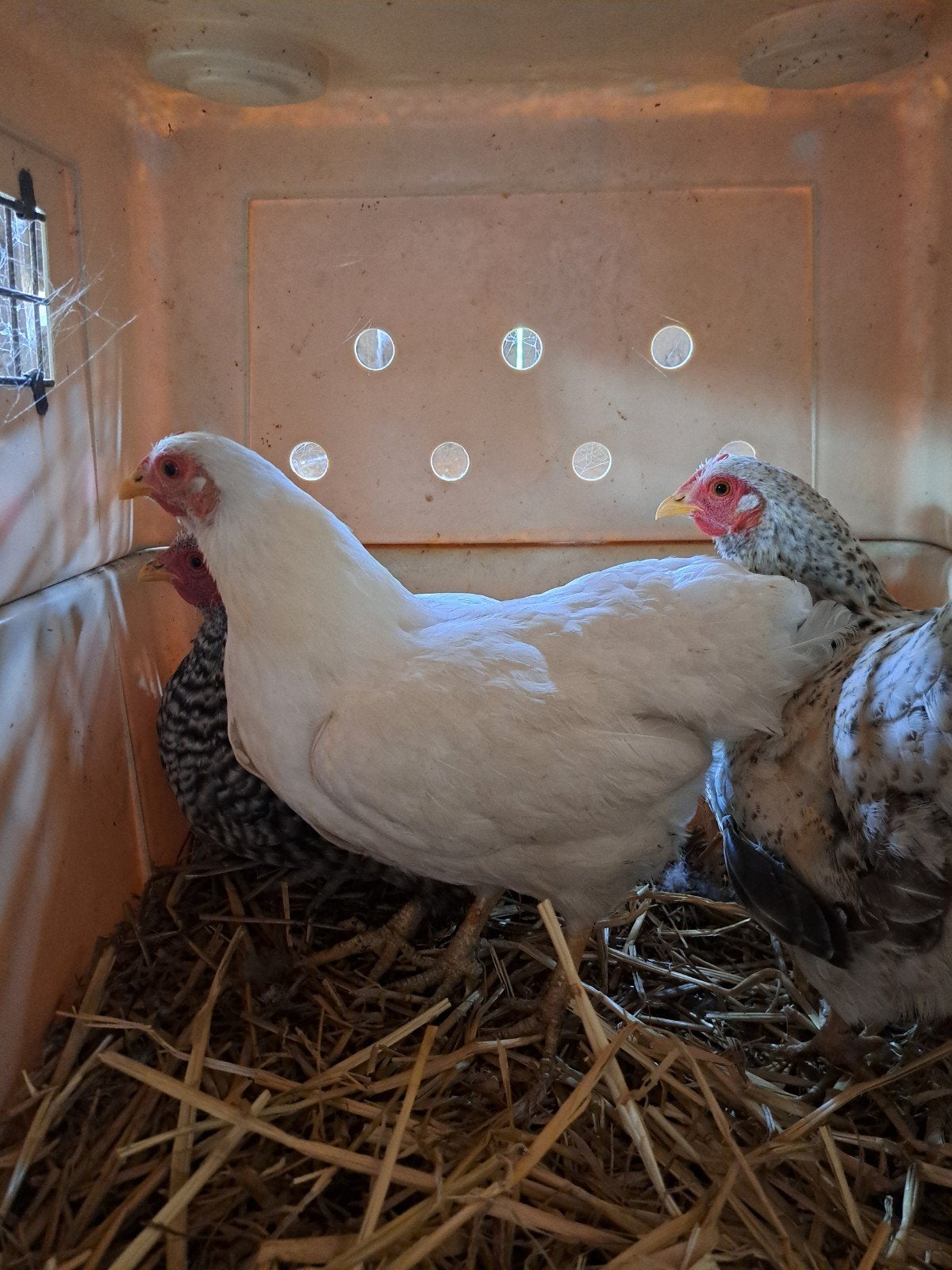 Wyandotte kriel hennetje Wit, Dieren en Toebehoren, Pluimvee, Vrouwelijk, Kip