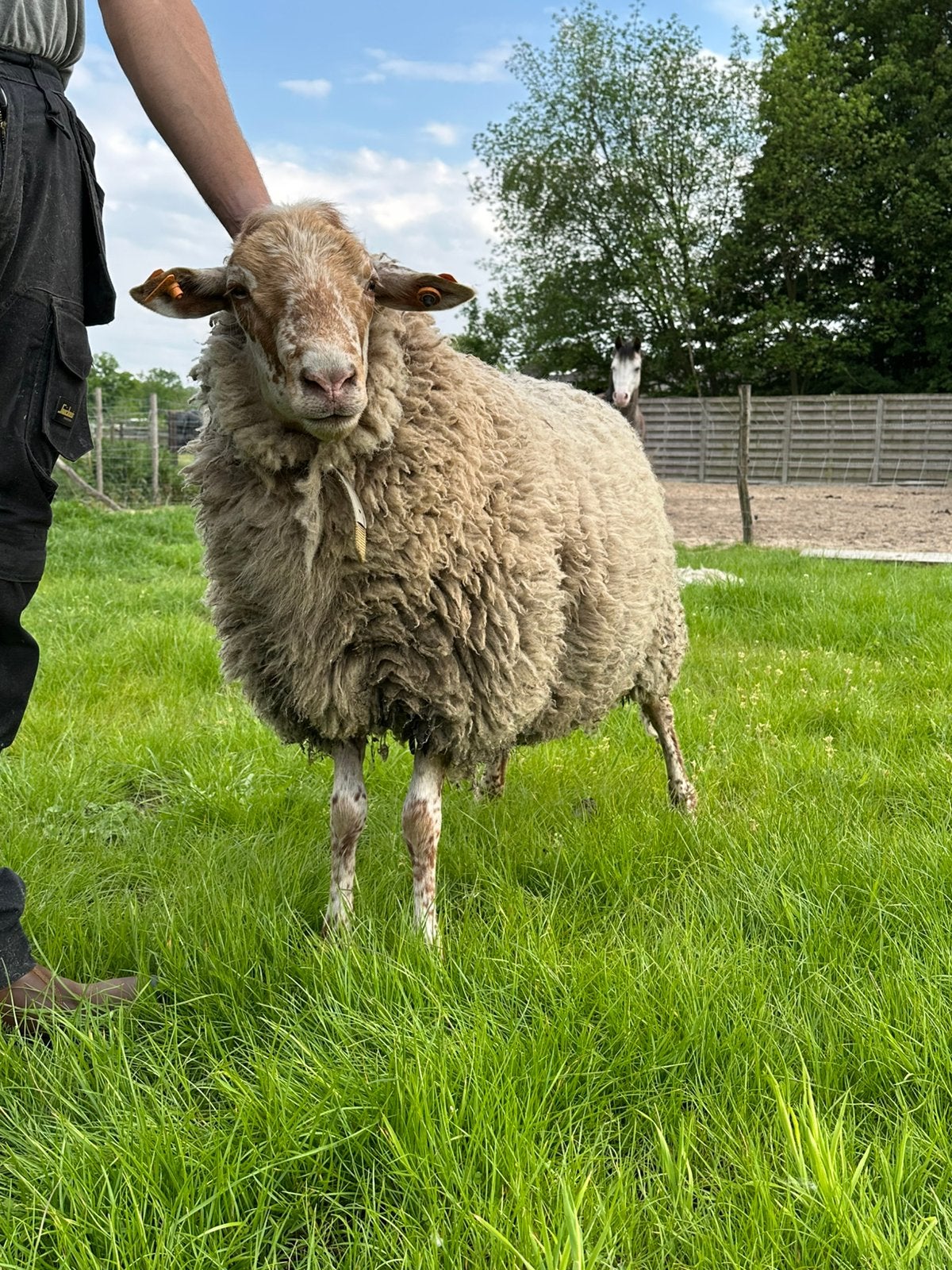 Houtlander Ram, Dieren en Toebehoren, Schapen, Geiten en Varkens