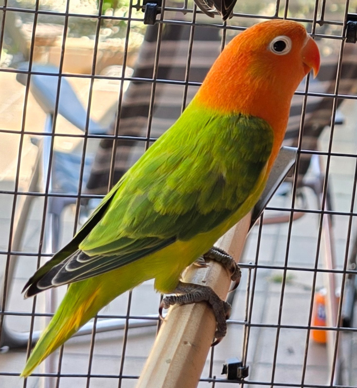 Groen Opaline/Blauw//Dilute Fischeri 2026, Dieren en Toebehoren, Geslacht onbekend, Dwergpapegaai of Agapornis, Geringd