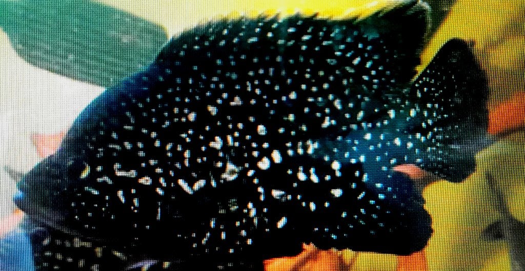 Paratilapia Bleekeri/Polleni, Dieren en Toebehoren, Vis, Zoetwatervis