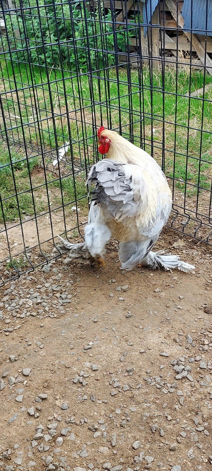 Brahma isabel haan, Mâle