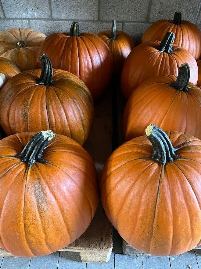 Zeer mooie pompoenen, ideaal voor halloween, Enlèvement