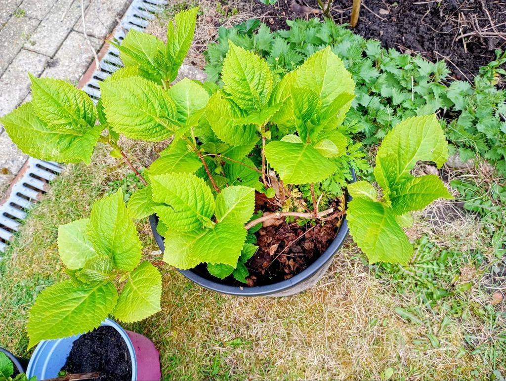 Hortensia 4 jarig plant, Ophalen, Zomer
