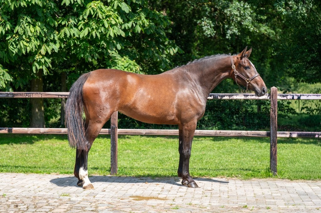 Springpaarden te koop in onze veiling via ESHA.horse, Dieren en Toebehoren, Paarden, Meerdere dieren, Z, 165 tot 170 cm, 3 tot 6 jaar