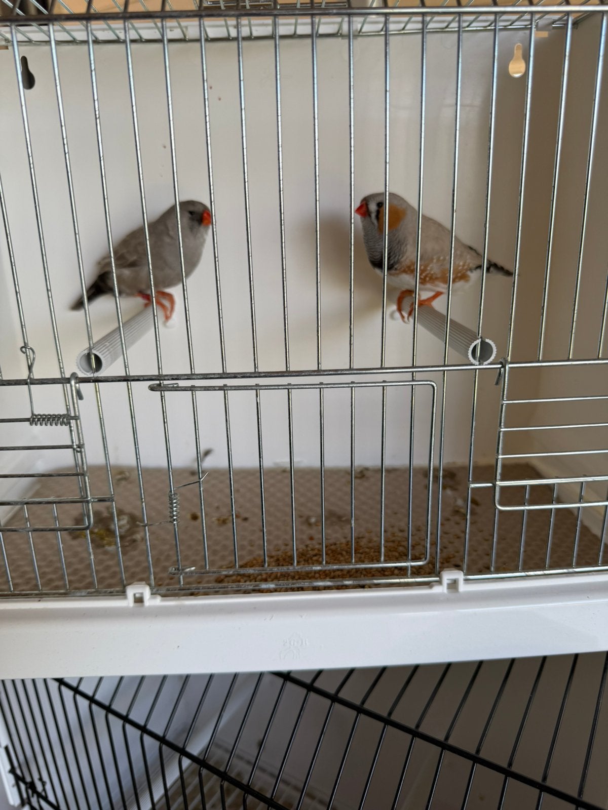 Koppel bleekrug Charcoals split x vol zebravinken, Geringd