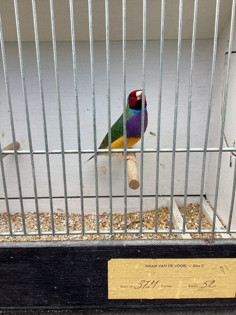 Gouldamandines, Dieren en Toebehoren, Meerdere dieren, Tropenvogel