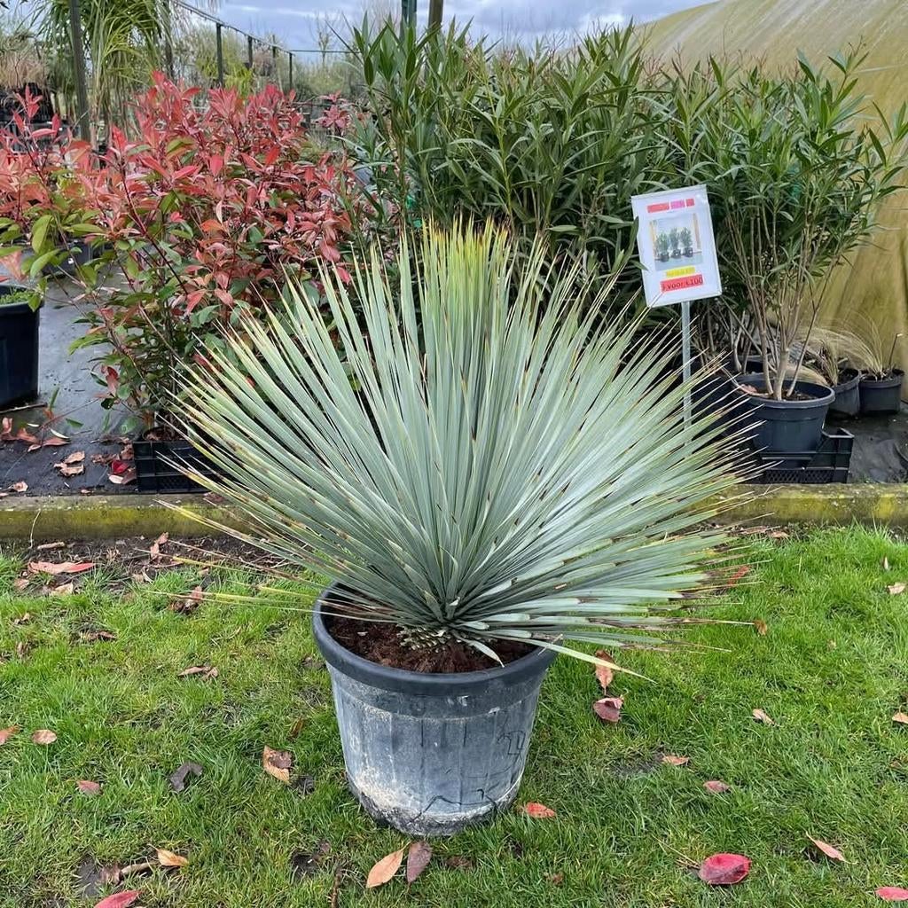 ‼️prachtige yucca rostrata aan stuntprijzen ‼️, Ophalen