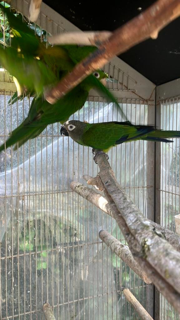 Laatste kans: AUSTRALISCHE PARKIETEN VANAF 100 EURO/STUK, Dieren en Toebehoren, Meerdere dieren, Papegaai, Tam