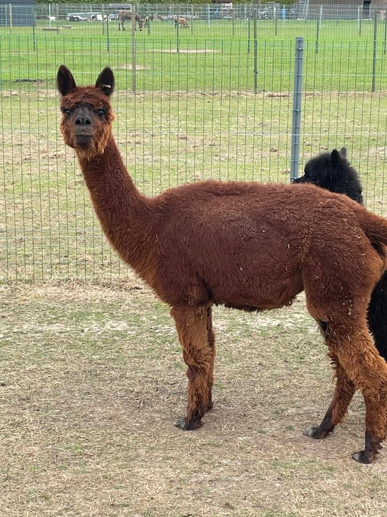 Drachtige alpaca merrie, Août, Femelle