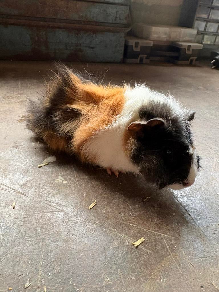 Cavia zeugje, Dieren en Toebehoren, Knaagdieren, Maart, Vrouwelijk, Cavia
