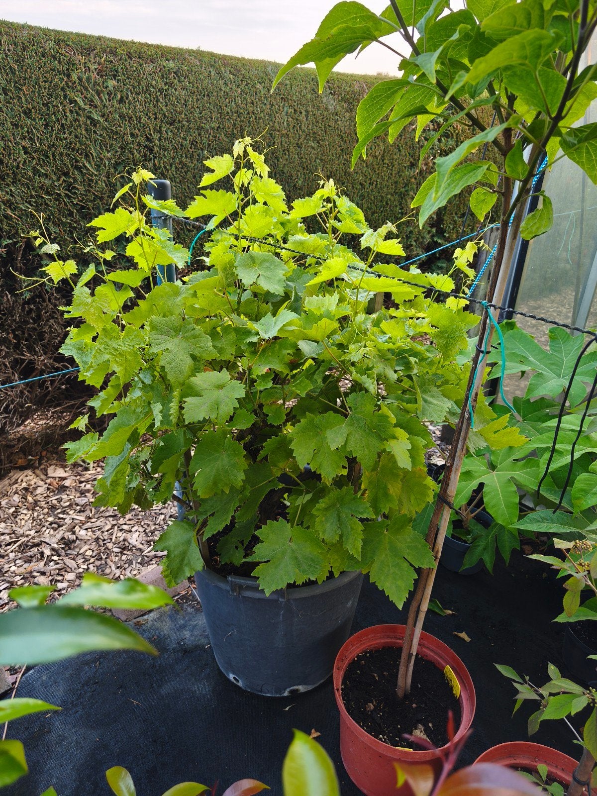Druivelaar, Tuin en Terras, Ophalen