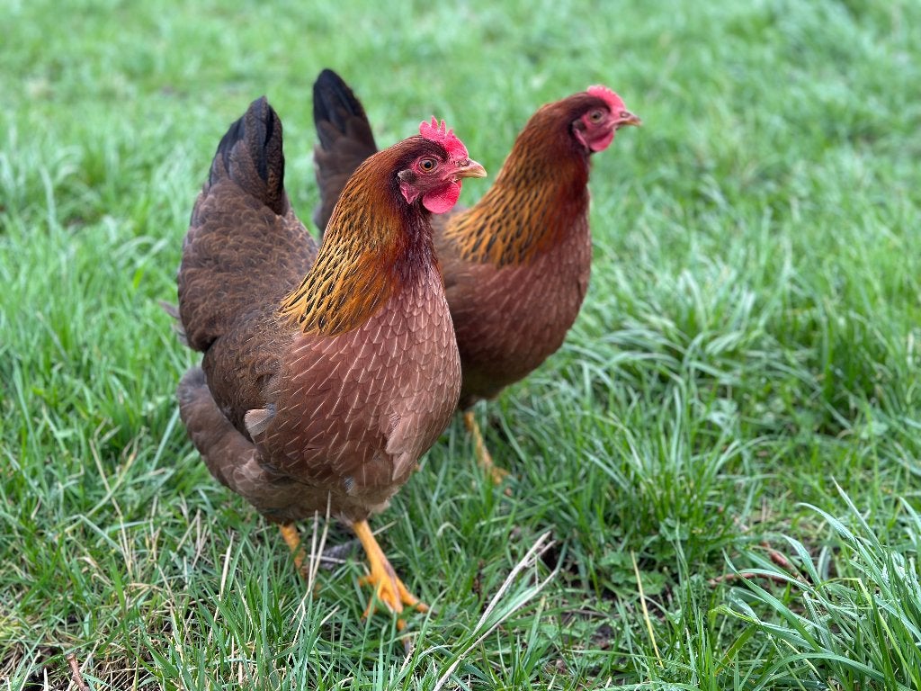 Jonge tamme Welsumer kippen gesekst en ingeënt, Dieren en Toebehoren, Vrouwelijk, Kip