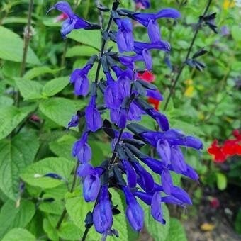 Salvia guaranitica, Jardin & Terrasse, Enlèvement