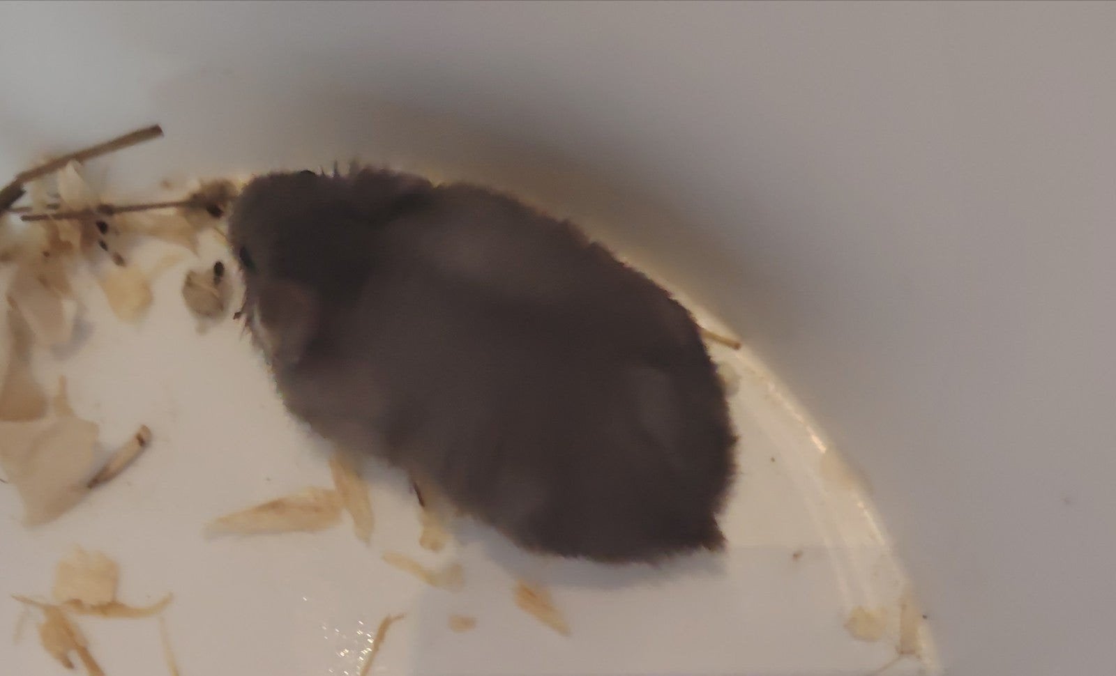tamme Russische dwerghamsters, Dieren en Toebehoren, Mei