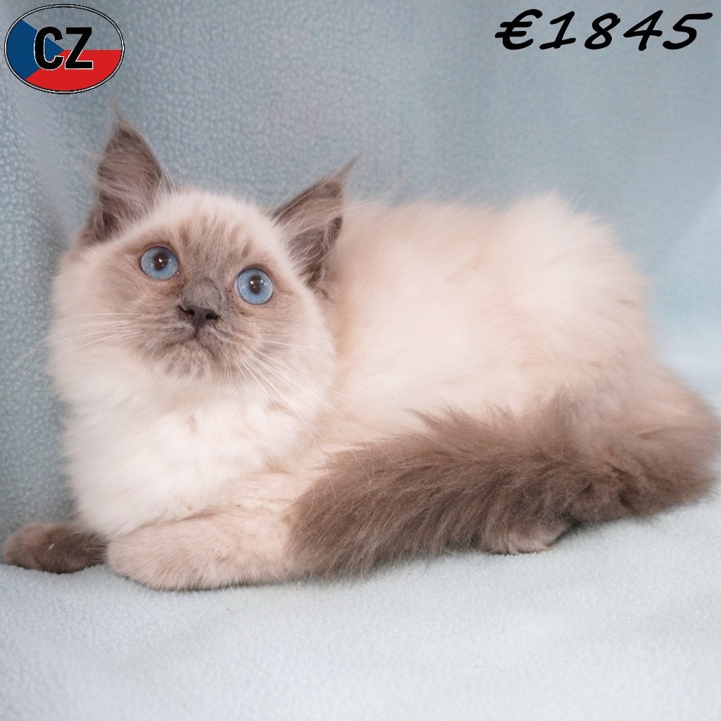 Chatons Ragdoll aux magnifiques yeux bleus - à vendre, Plusieurs animaux, Vermifugé, 0 à 2 ans