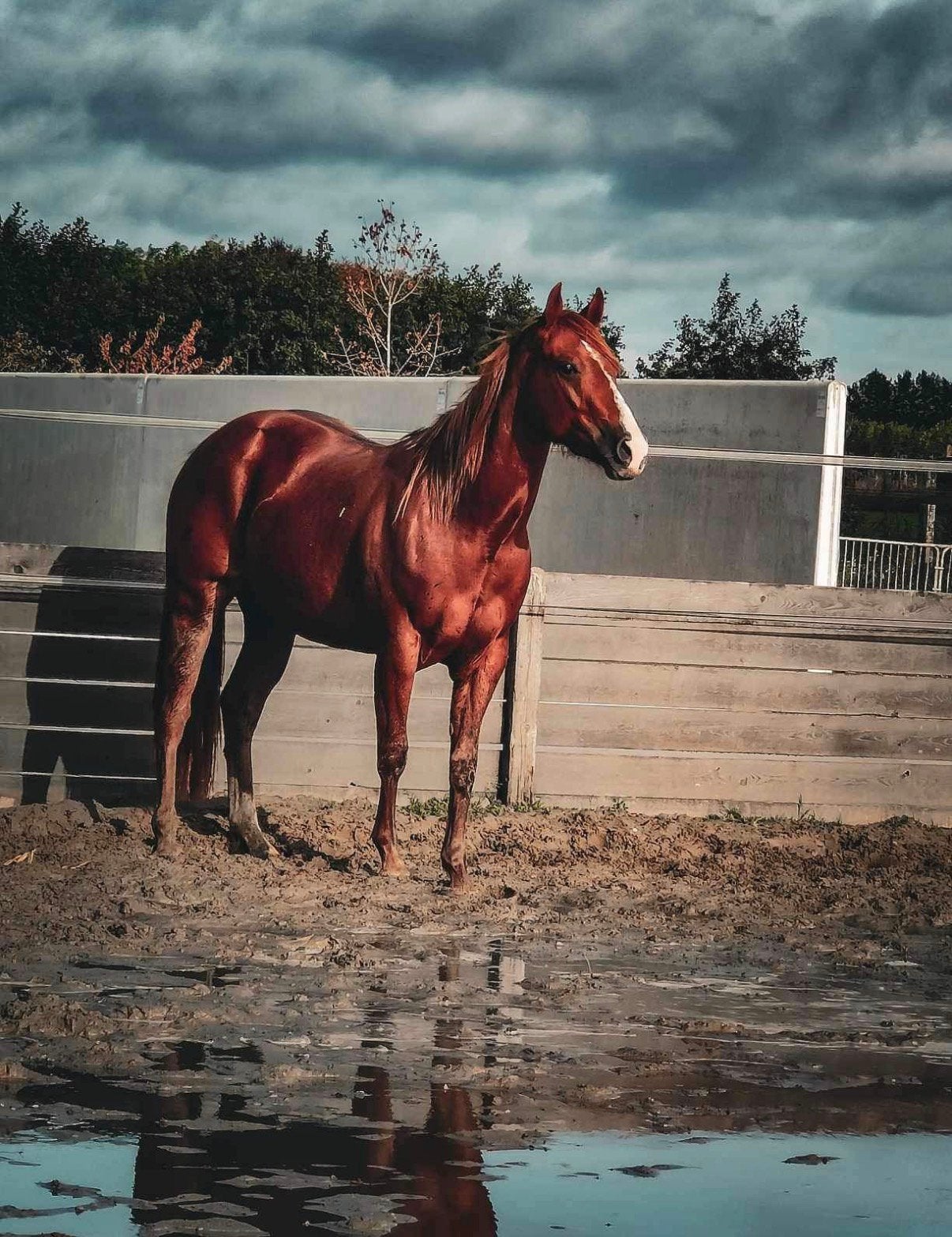 Prachtige Quarter merrie 5 jaar oud, Dieren en Toebehoren, Ophalen, Zo goed als nieuw