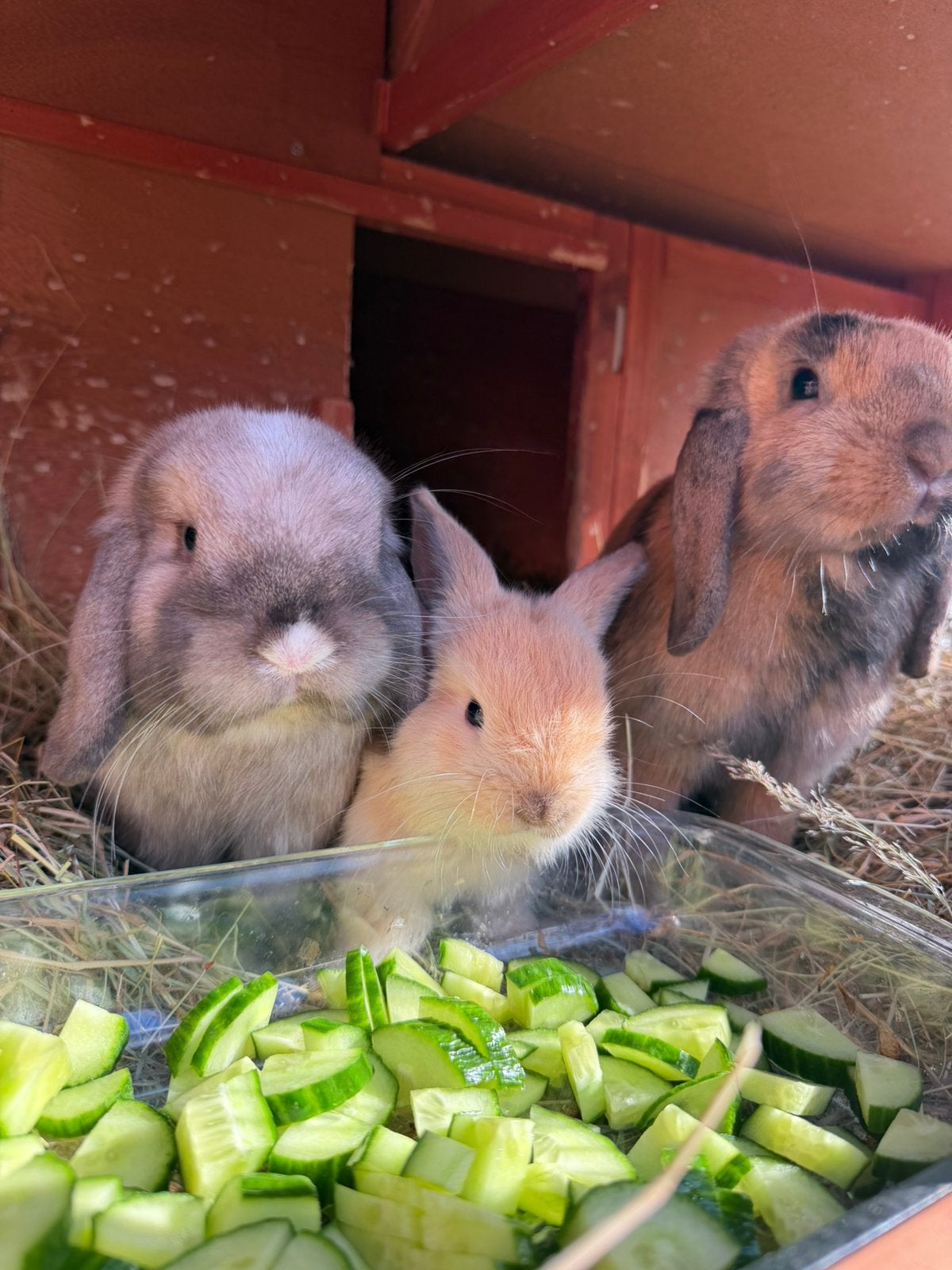 Dwergkonijntjes (minilop), Animaux & Accessoires