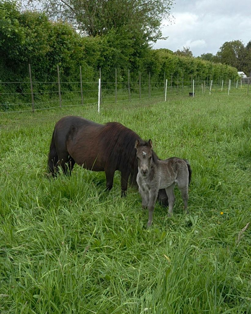 Merrie veulen welsh a x shetlander, Dieren en Toebehoren, Pony's, Merrie, A pony (tot 1.17m), Gechipt, 0 tot 2 jaar
