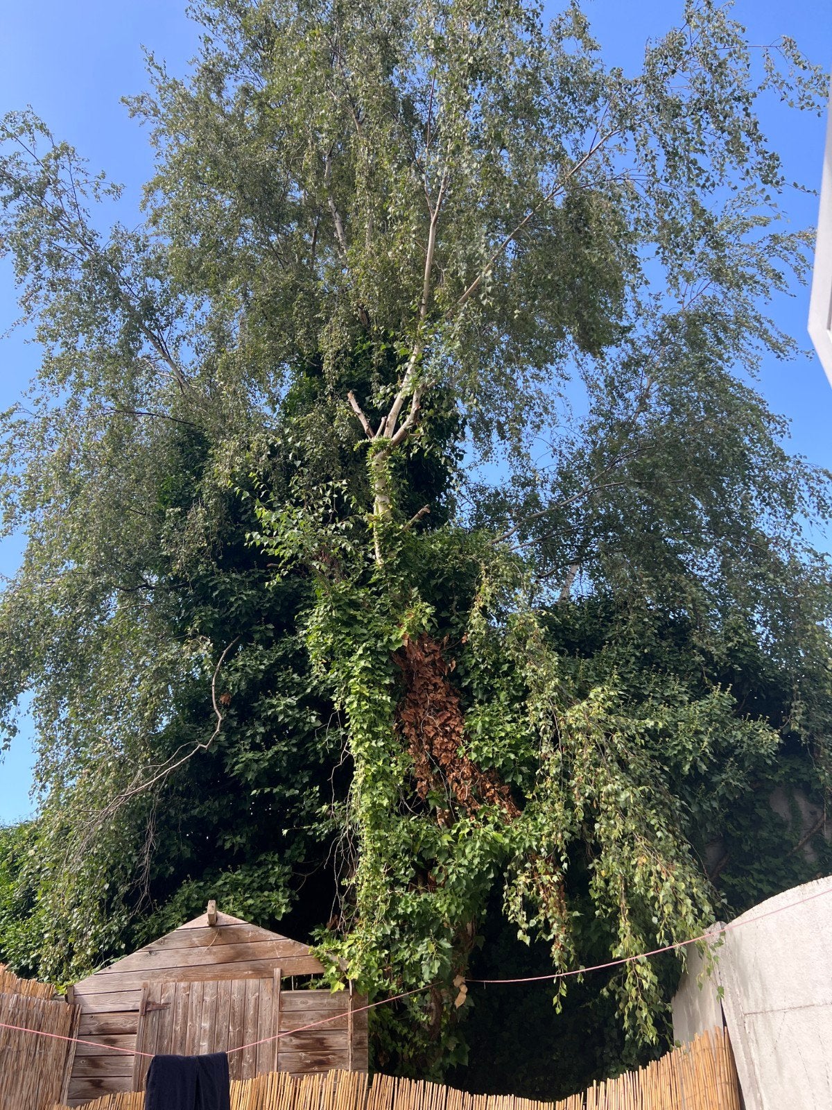 gezocht : boomverzorger, Tuin en Terras, Planten | Bomen, Ophalen of Verzenden, Treurboom