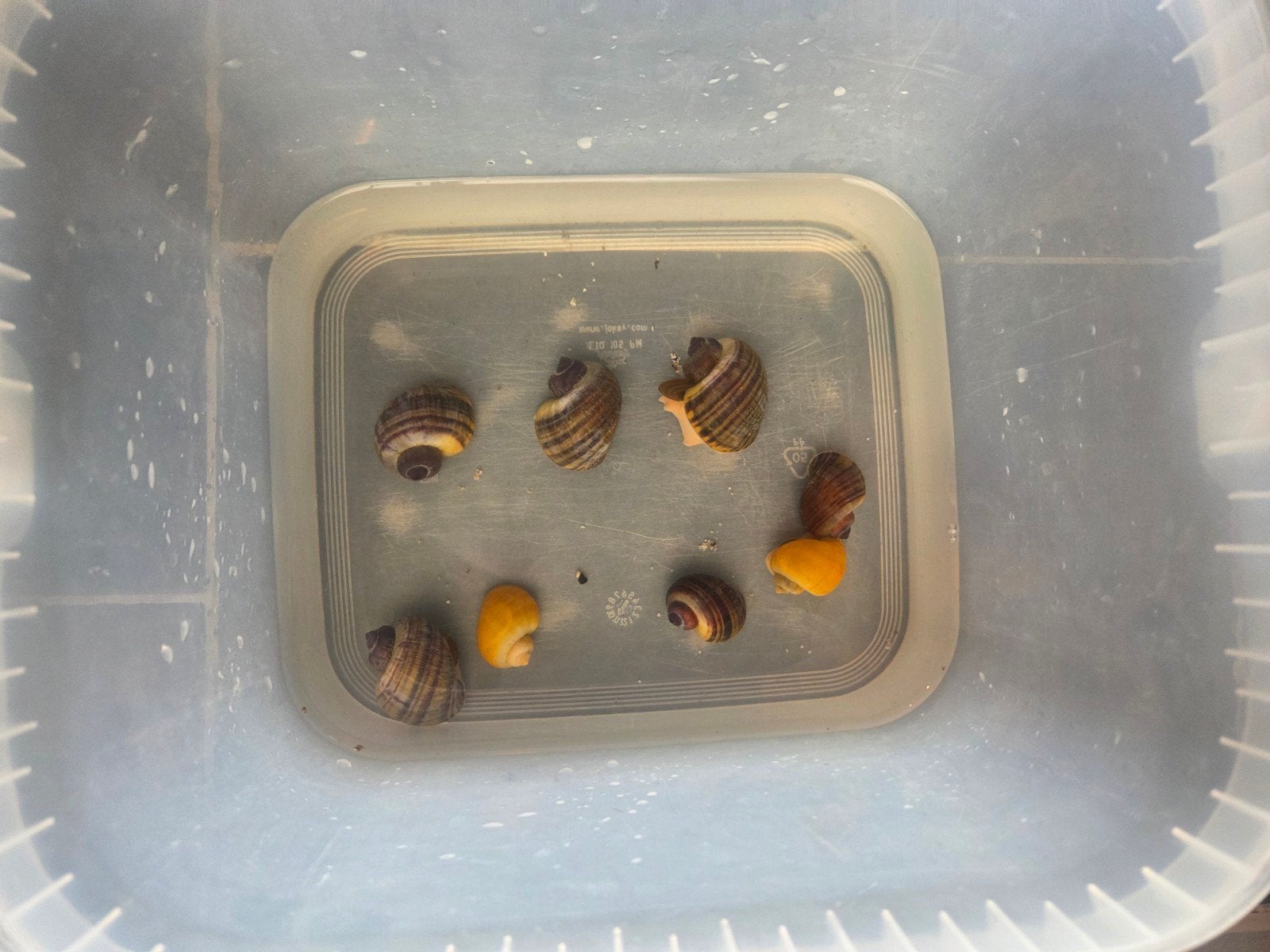 8 mooi volwassen appelslakken, Dieren en Toebehoren, Slak of Weekdier, Zoetwatervis