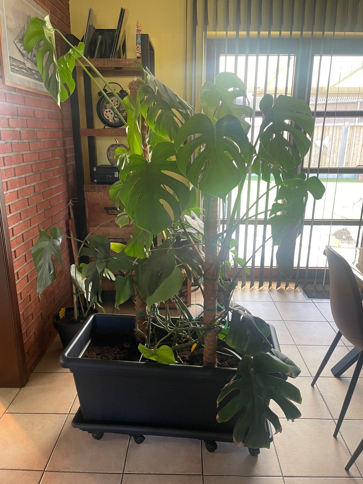 Monstera deliciosa 100€, Bloeit niet, Halfschaduw, Overige soorten, 100 tot 250 cm