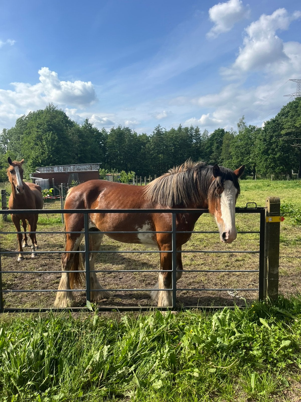 Shire Mare à vendre, Animaux & Accessoires, Chevaux, Jument, Non dressé, 165 à 170 cm, 3 à 6 ans, Cheval de récréation, Avec pedigree