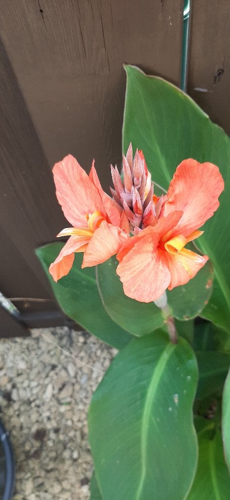 Bananenplanten cannas einde hobby weg is weg, Tuin en Terras, Planten | Tuinplanten, Ophalen