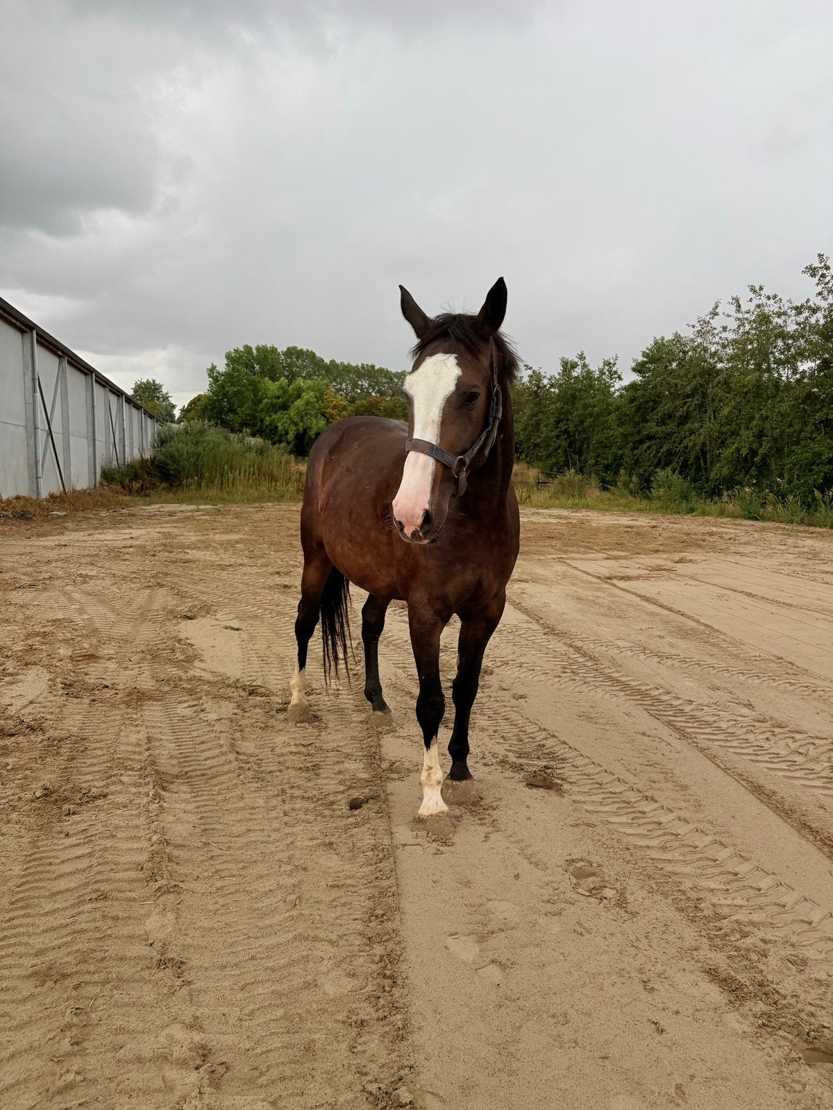 Zangersheide merrie te koop, Dieren en Toebehoren, Paarden en Pony's | Dekens en Dekjes, Ophalen of Verzenden