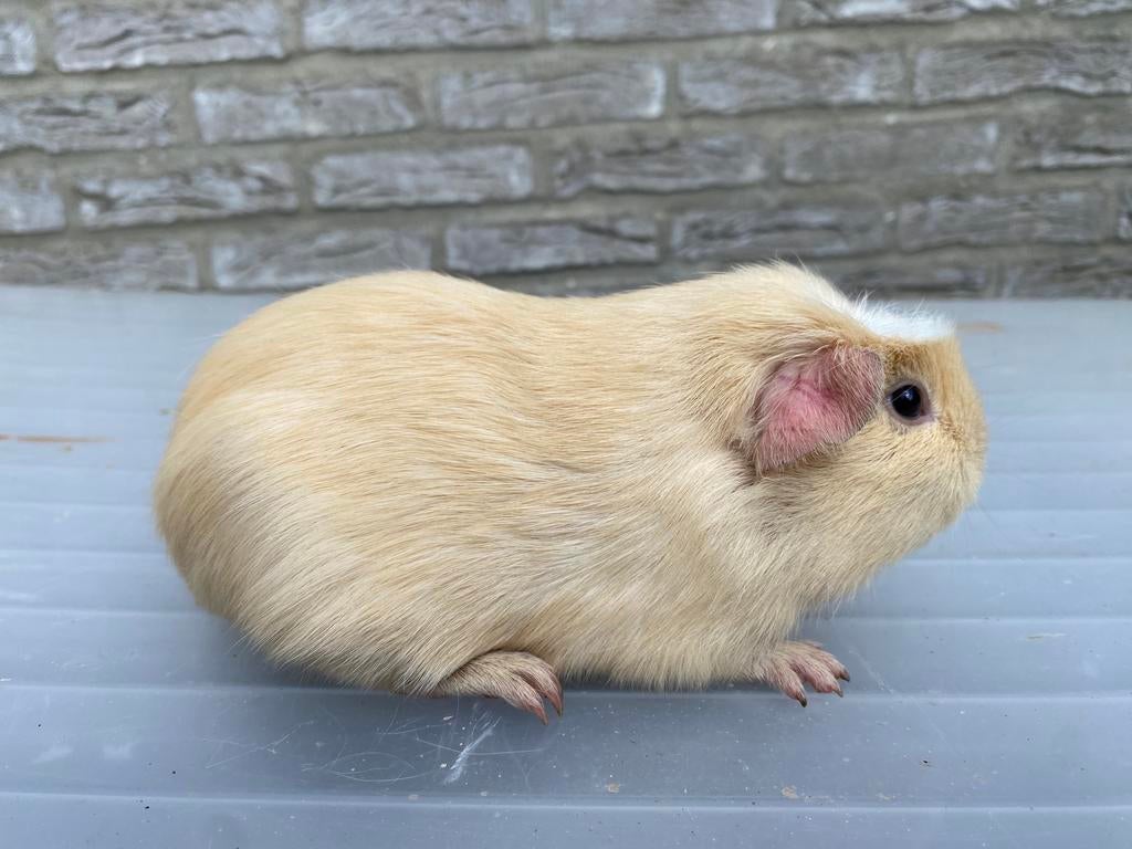 Crème wit zeugje te koop, Maart, Vrouwelijk, Cavia